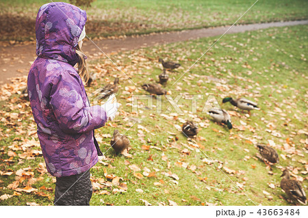 Little girl feeds ducks in autumn park 43663484