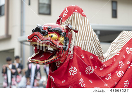 地域の秋のお祭り（獅子舞）の写真素材 [43663527] - PIXTA