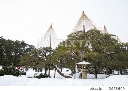 兼六園 唐崎松 兼六園 唐崎松 43663609