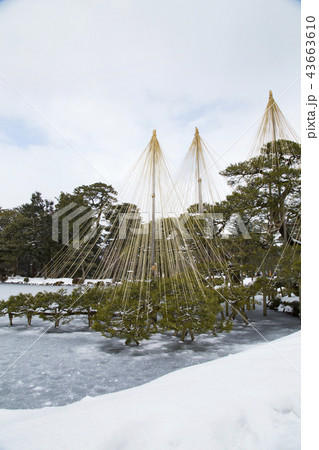 兼六園 唐崎松 兼六園 唐崎松 43663610