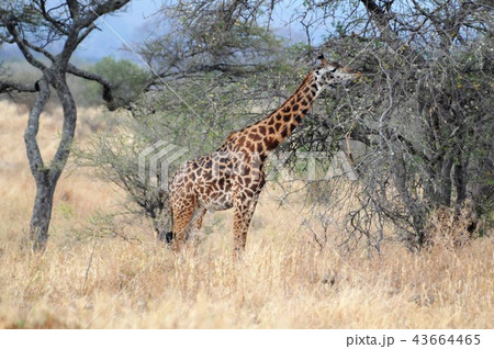 タンザニア、タランギーレ国立公園、マサイキリン タンザニア、タランギーレ国立公園、マサイキリン 43664465