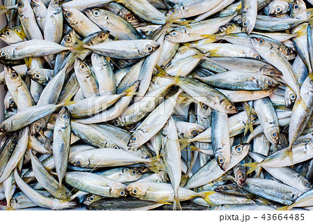 A small fresh fish in a box on the market. 43664485