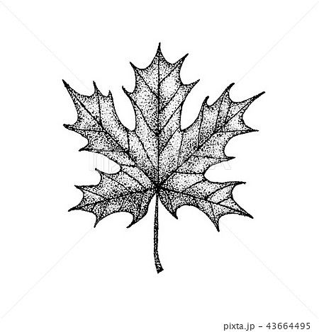 Dotwork Maple Leafのイラスト素材