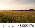 黄金の秋～見沼田んぼ～ 43665470