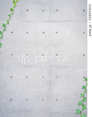 ツタのある背景 ツタのある背景 43665842