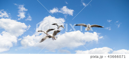 カモメ  かもめ 鴎 鷗  43666071