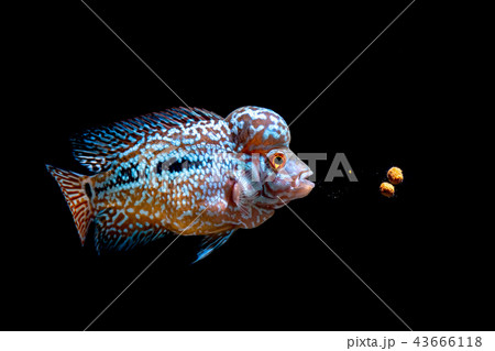 Cichlids kingkamfa in the aquarium Cichlids kingkamfa in the aquarium 43666118