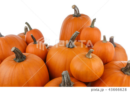 Heap of orange pumpkins 43666628