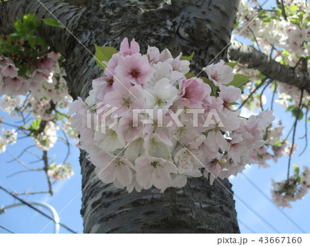 あじさい状に咲いた桜 43667160