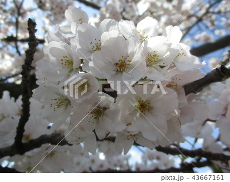 春の満開ソメイヨシノ 43667161