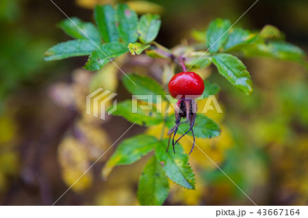 Rose hip on bush at autumn 43667164