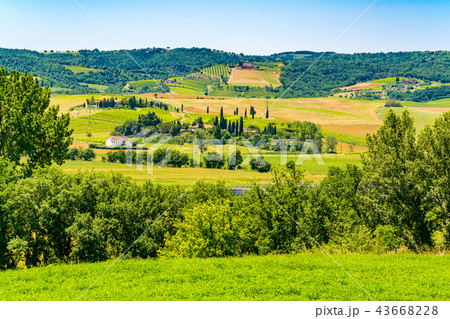 Beautiful landscape of the green hilly Tuscany Beautiful landscape of the green hilly Tuscany 43668228
