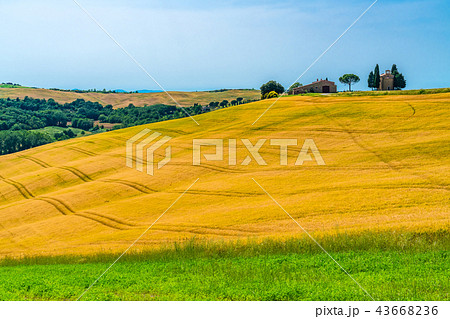 View of the beautiful hilly Tuscany in Valdorcia 43668236