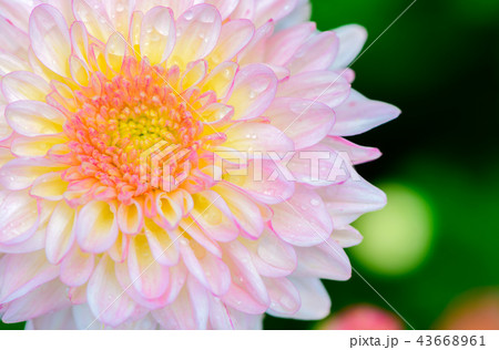 Closed up of light pink Chrysanthemum Flower 43668961