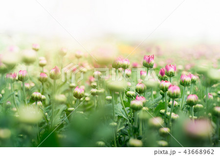 Flower bud of Pink Chrysanthemum Flower in garden Flower bud of Pink Chrysanthemum Flower in garden 43668962