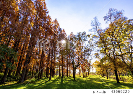 東京都　水元公園　紅葉シーズン 43669229
