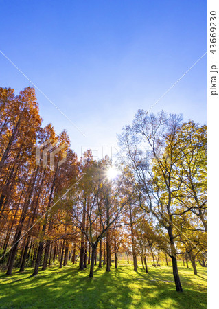 東京都　水元公園　紅葉シーズン 43669230