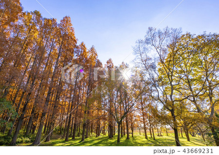東京都 水元公園 紅葉シーズン 東京都 水元公園 紅葉シーズン 43669231