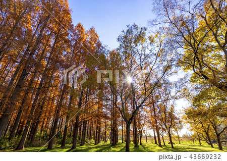 東京都　水元公園　紅葉シーズン 43669232