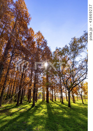 東京都 水元公園 紅葉シーズン 東京都 水元公園 紅葉シーズン 43669237