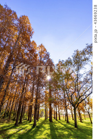 東京都　水元公園　紅葉シーズン 43669238