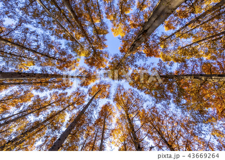 東京都 水元公園 紅葉シーズン 東京都 水元公園 紅葉シーズン 43669264