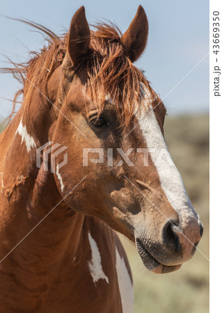 Wild Horse Portrait 43669350