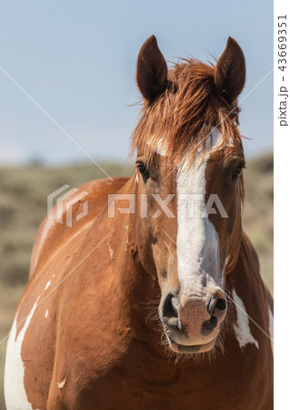 Wild Horse Portrait 43669351