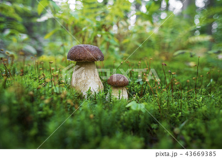 Mushrooms boletus 43669385