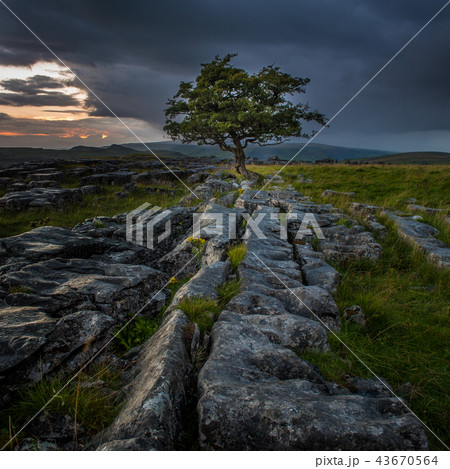 Lone Tree at Sunrise 43670564