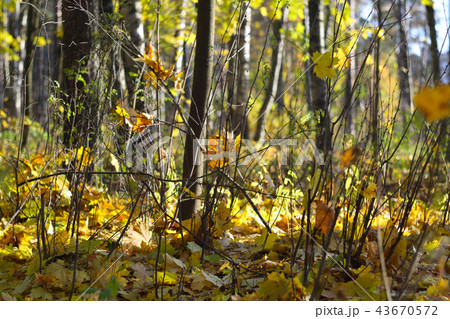 Autumn forest scenery 43670572