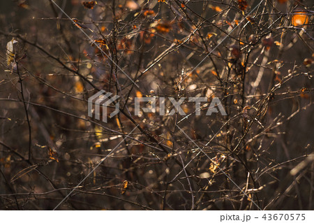 Autumn forest abstract background Autumn forest abstract background 43670575