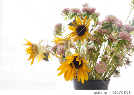 時間の経過した花 43670811