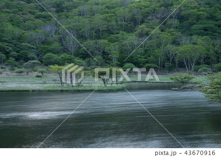 夜明けの覚満淵～赤城山～ 43670916