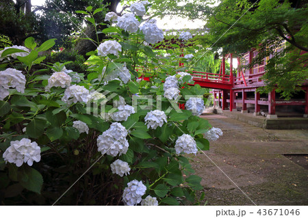 ロマンチック茨城(大悲山保和院桂岸寺「保和苑」の紫陽花。)水戸市、保和苑 43671046