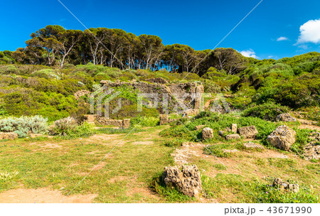 Ruins of Tipasa, a Roman colonia in Algeria, North Africa 43671990