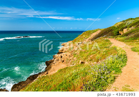 Ruins of Tipasa, a Roman colonia in Algeria, North Africa 43671993