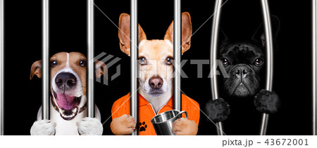 dogs behind bars in jail prison 43672001