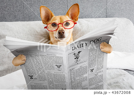 dog in bed reading newspaper 43672008