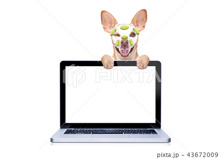 dog spa wellness 43672009