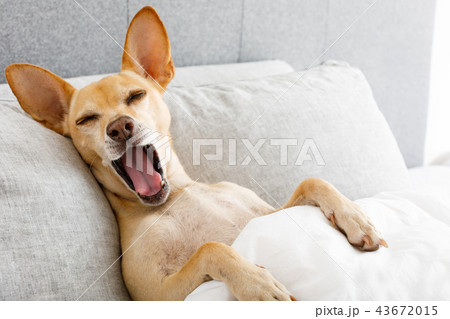 yawning dog in bed 43672015