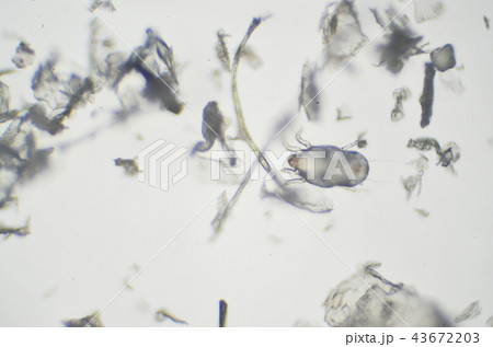 ハウスダストに潜むダニ 43672203