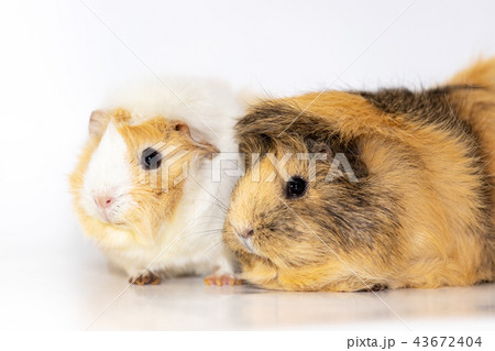 Adorable guinea pigs isolated on white background 43672404