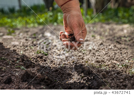 The hand of an elderly woman pours the earth The hand of an elderly woman pours the earth 43672741