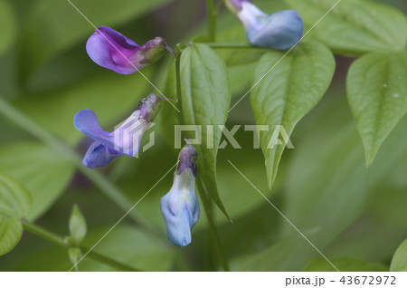 Lathyrus vernus flowers 43672972