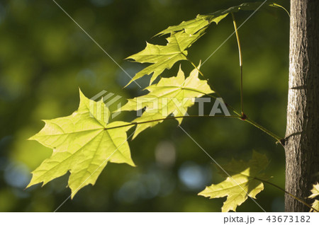 Maple sprout 43673182