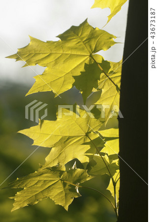 Maple sprouts 43673187