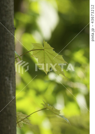Maple sprouts 43673212
