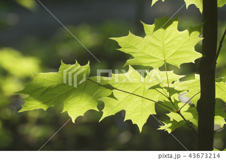 Maple sprout 43673214