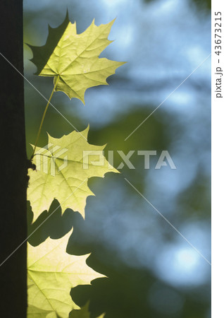 Maple sprout 43673215